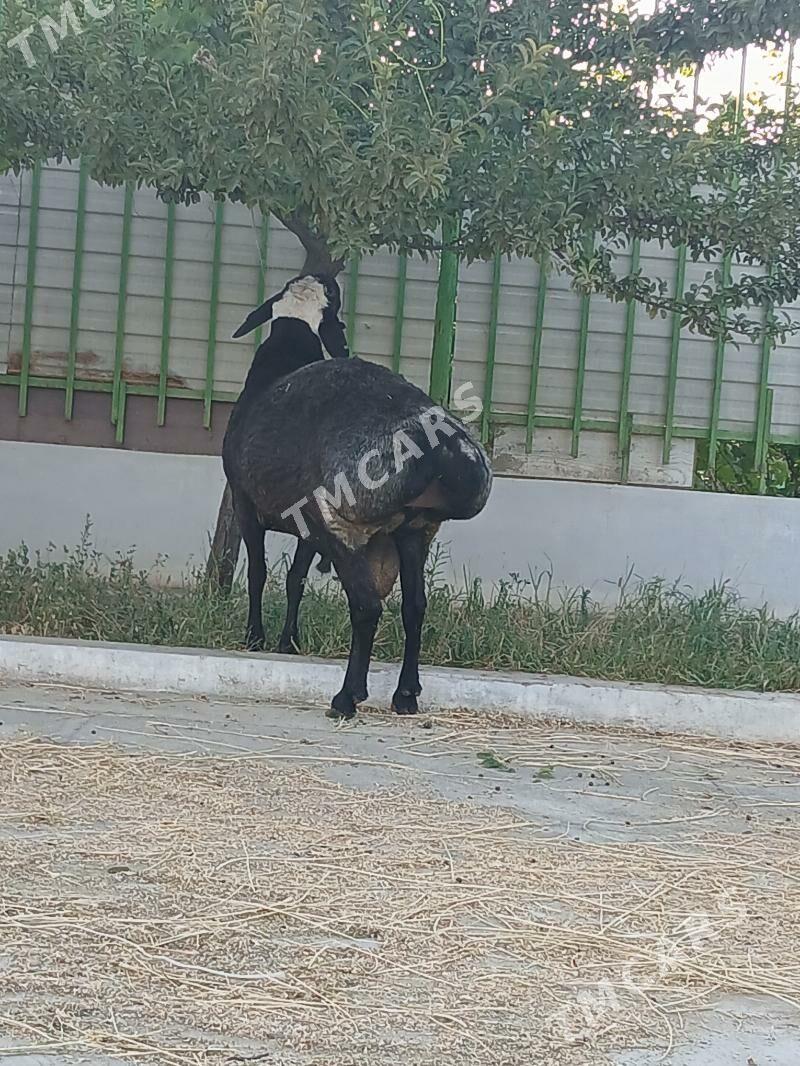 kisar goç - Тязе заман - img 4