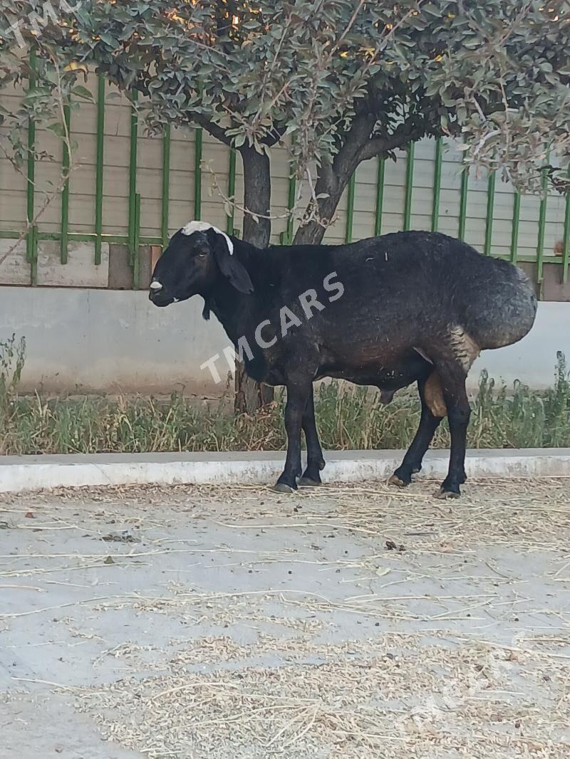 kisar goç - Тязе заман - img 3
