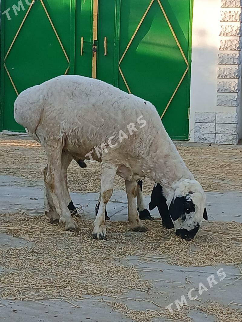 ak kisar goç - Тязе заман - img 3