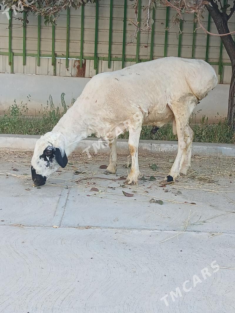 ak kisar goç - Тязе заман - img 4