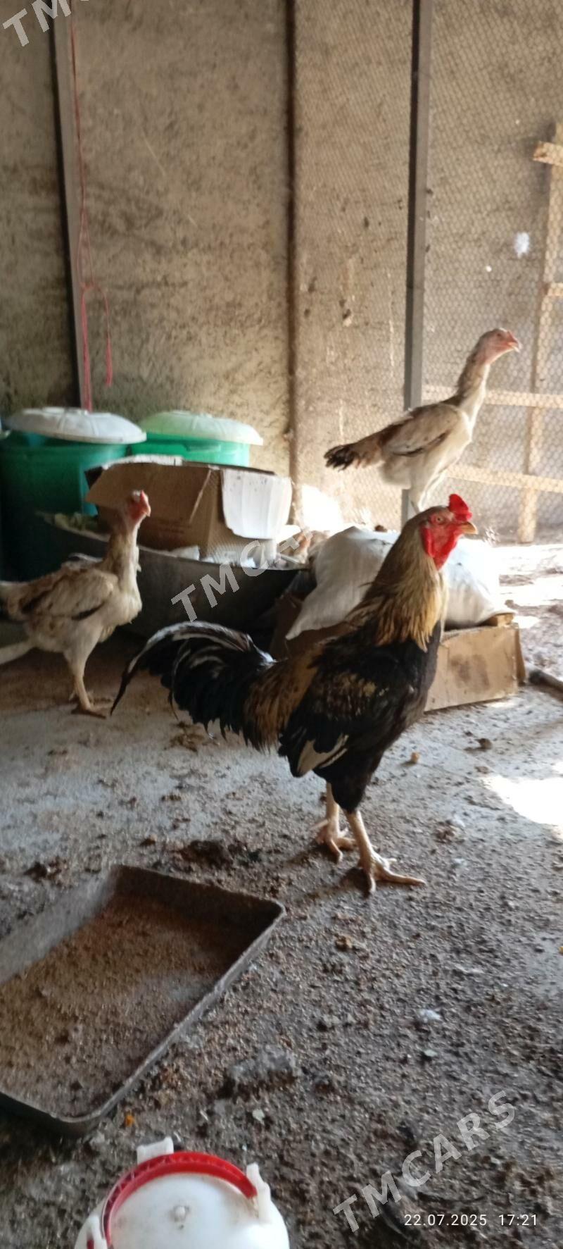 Taşkent towuklar - Aşgabat - img 2