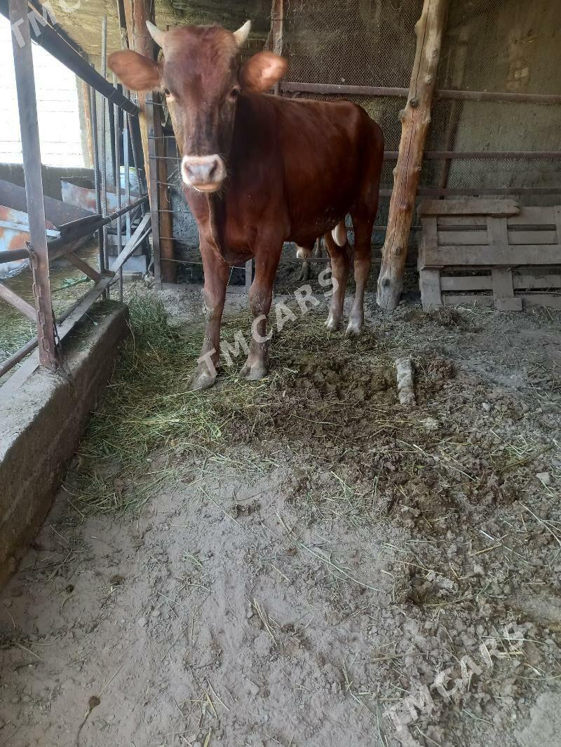 öküz - Bagyr - img 2