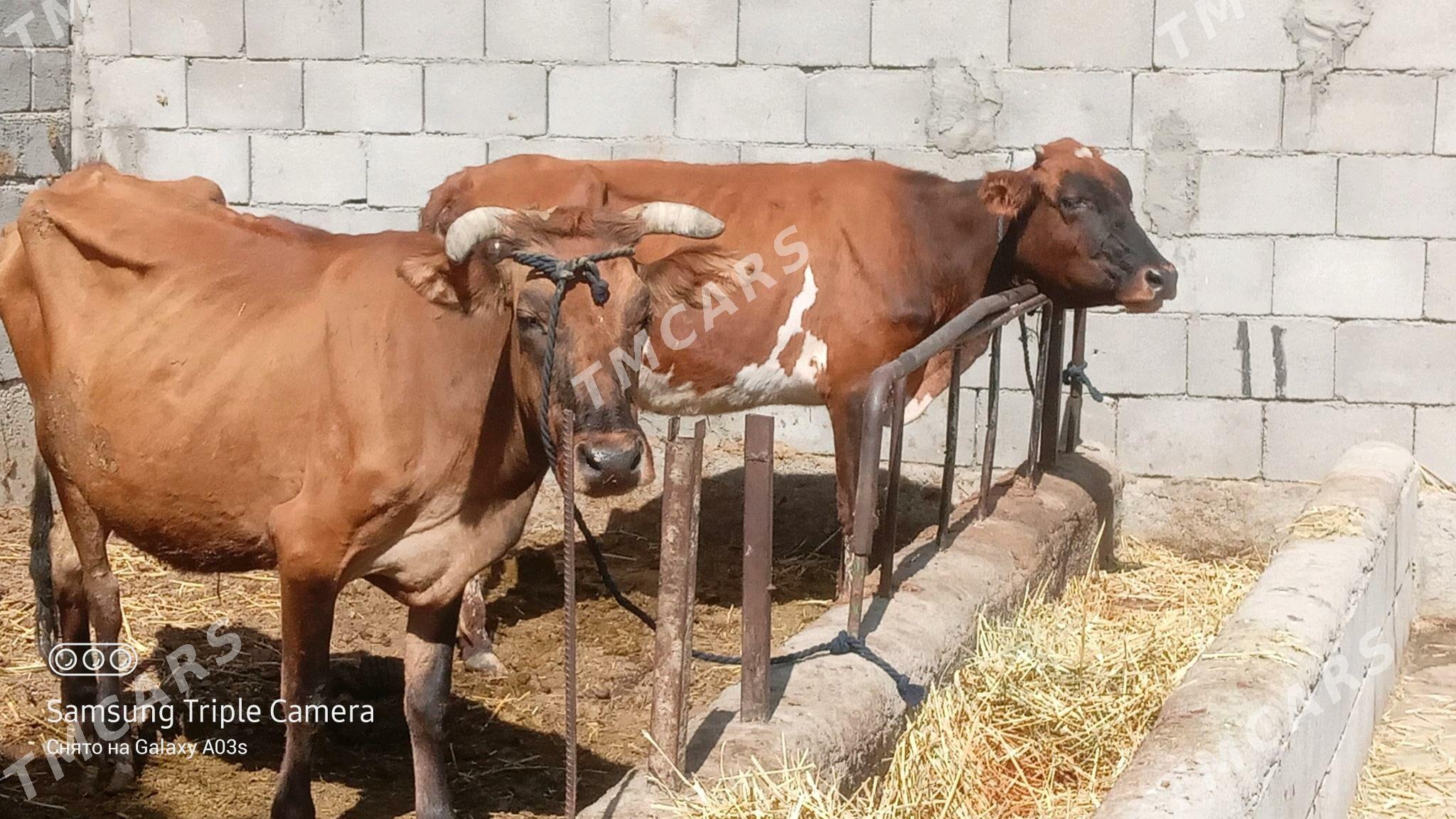 GYSYR SYGYR - Gökdepe - img 2