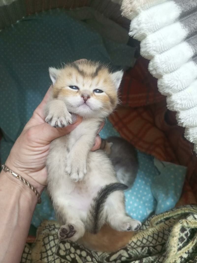 Шотландские котята - Aşgabat - img 4