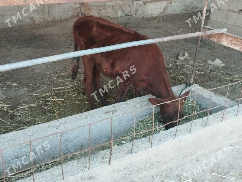 tuwe 2 sany - Ýaşlyk - img 2