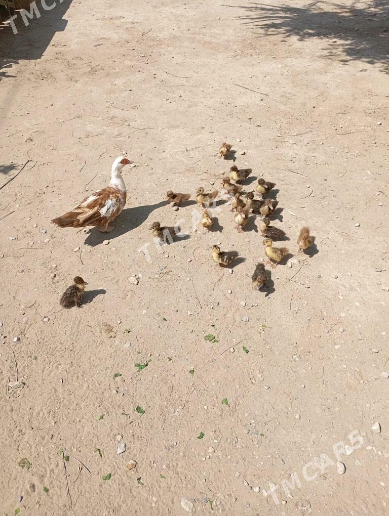 İndautka ördek - Гумдаг - img 3