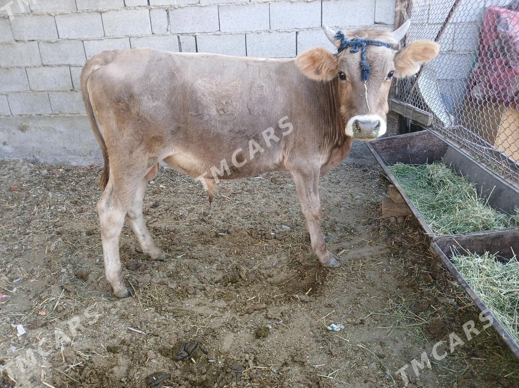 okuz - Bäherden - img 3
