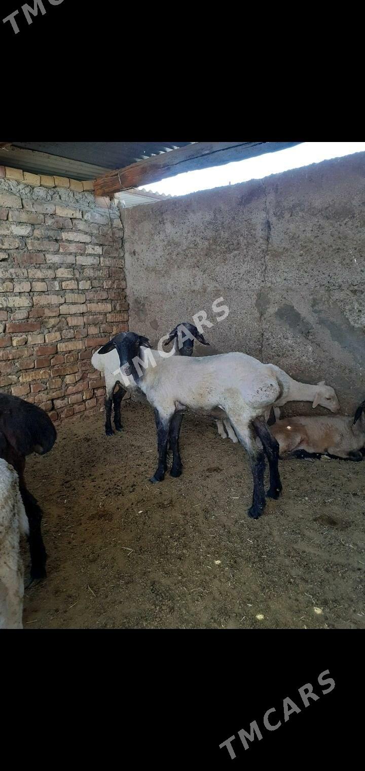 Isek - Garadamak Şor - img 2