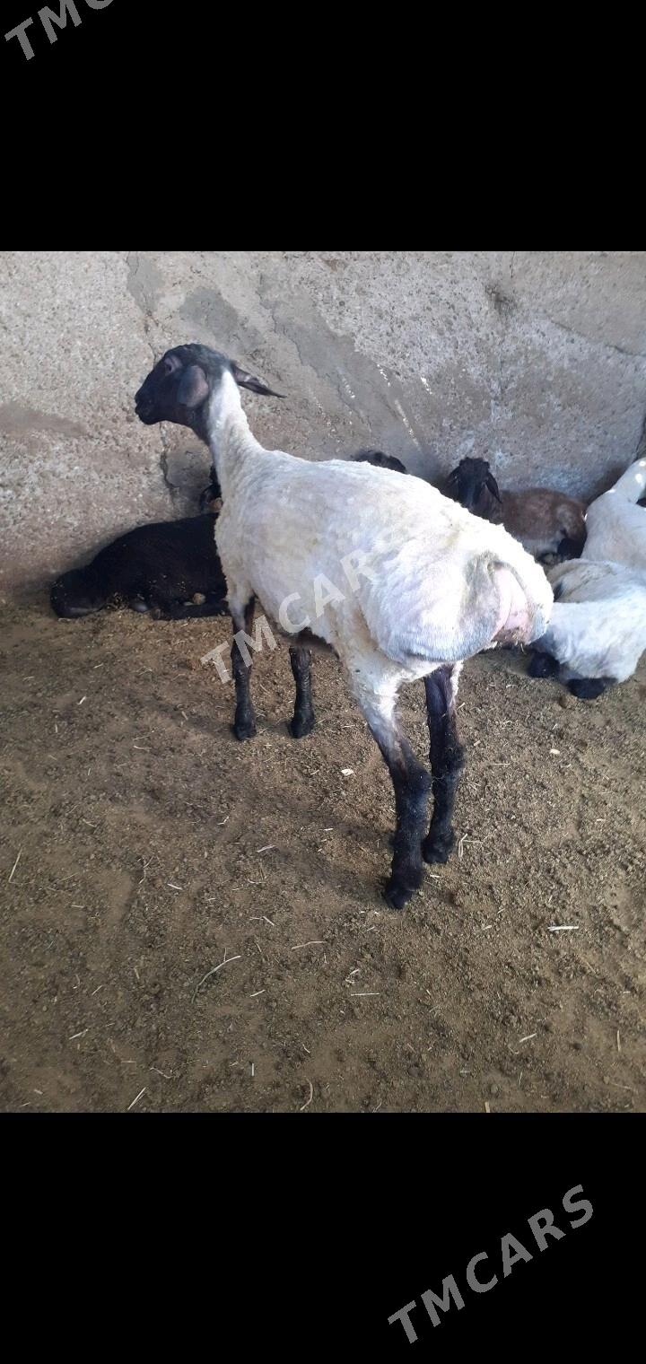 Isek - Garadamak Şor - img 3