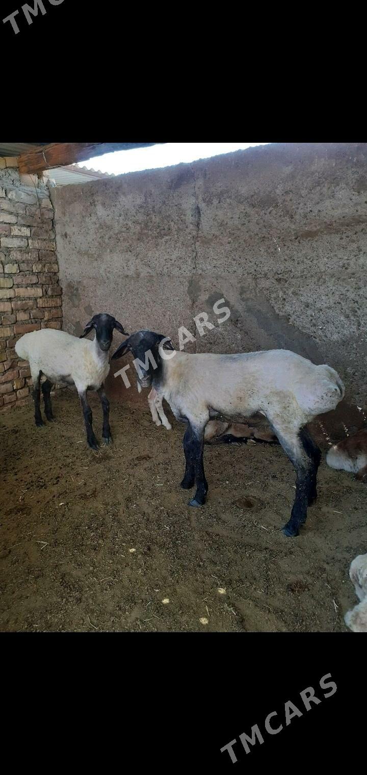 Isek - Garadamak Şor - img 4