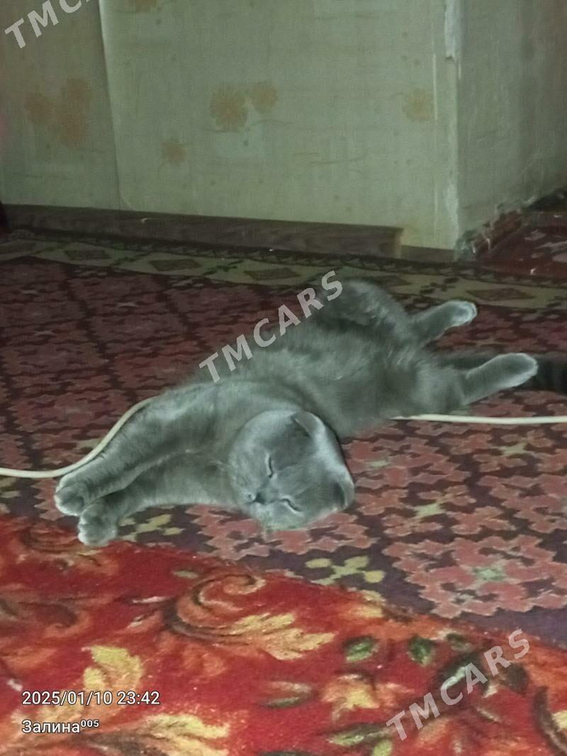 КОТ Для вязки - Türkmenabat - img 2
