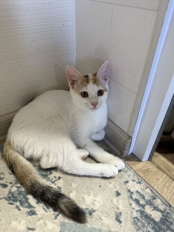 Котенок отдам в хорошие руки - Ашхабад - img 3