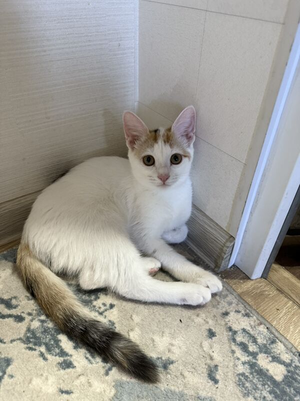 Котенок отдам в хорошие руки - Ашхабад - img 2