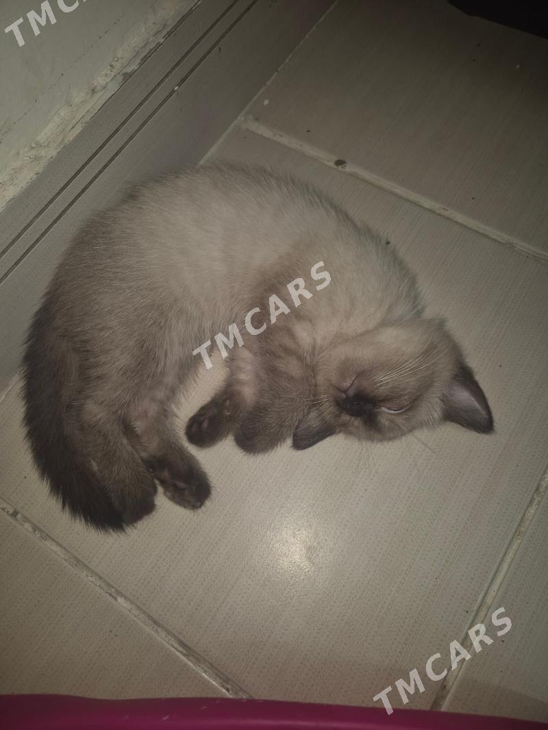 продаются сиамские котята - Ашхабад - img 2