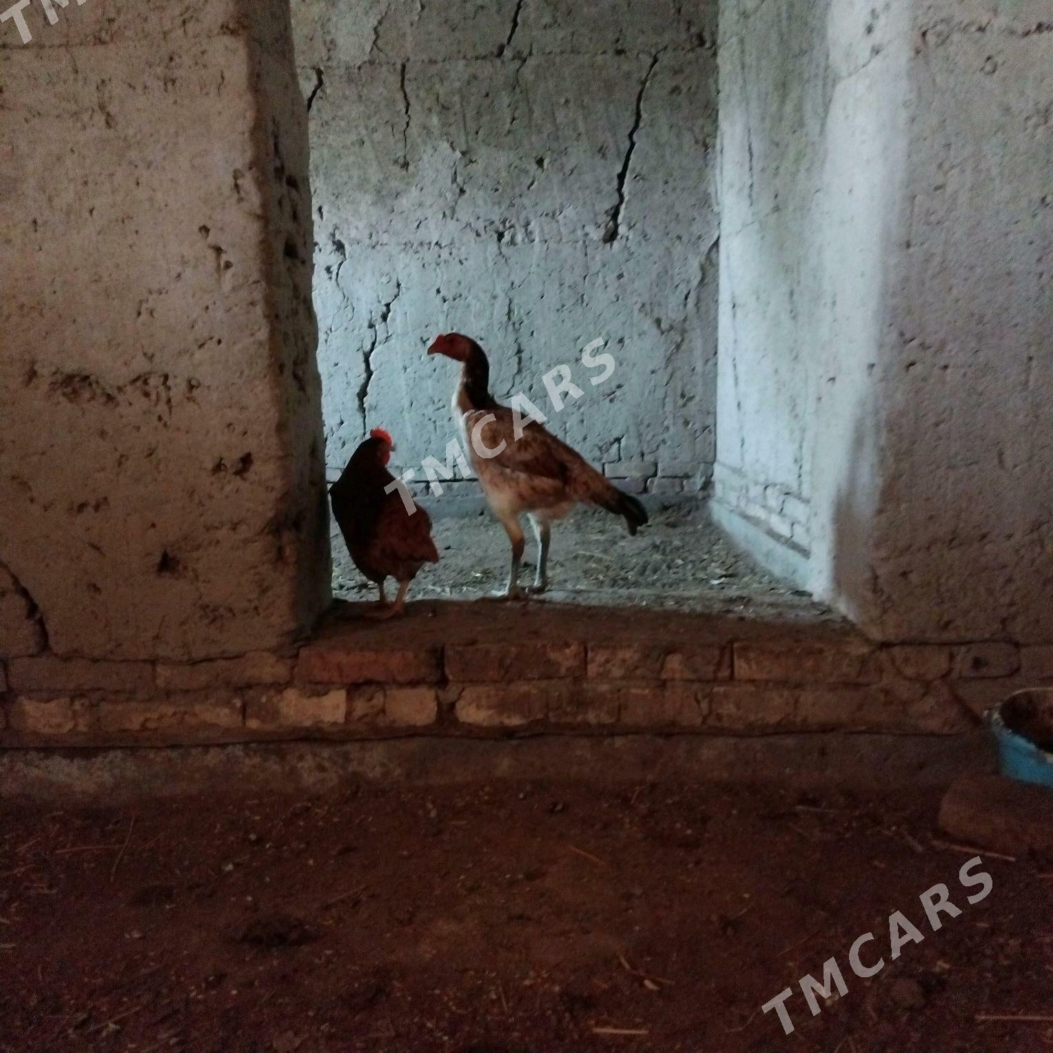 daşkent towuk - Daşoguz - img 2