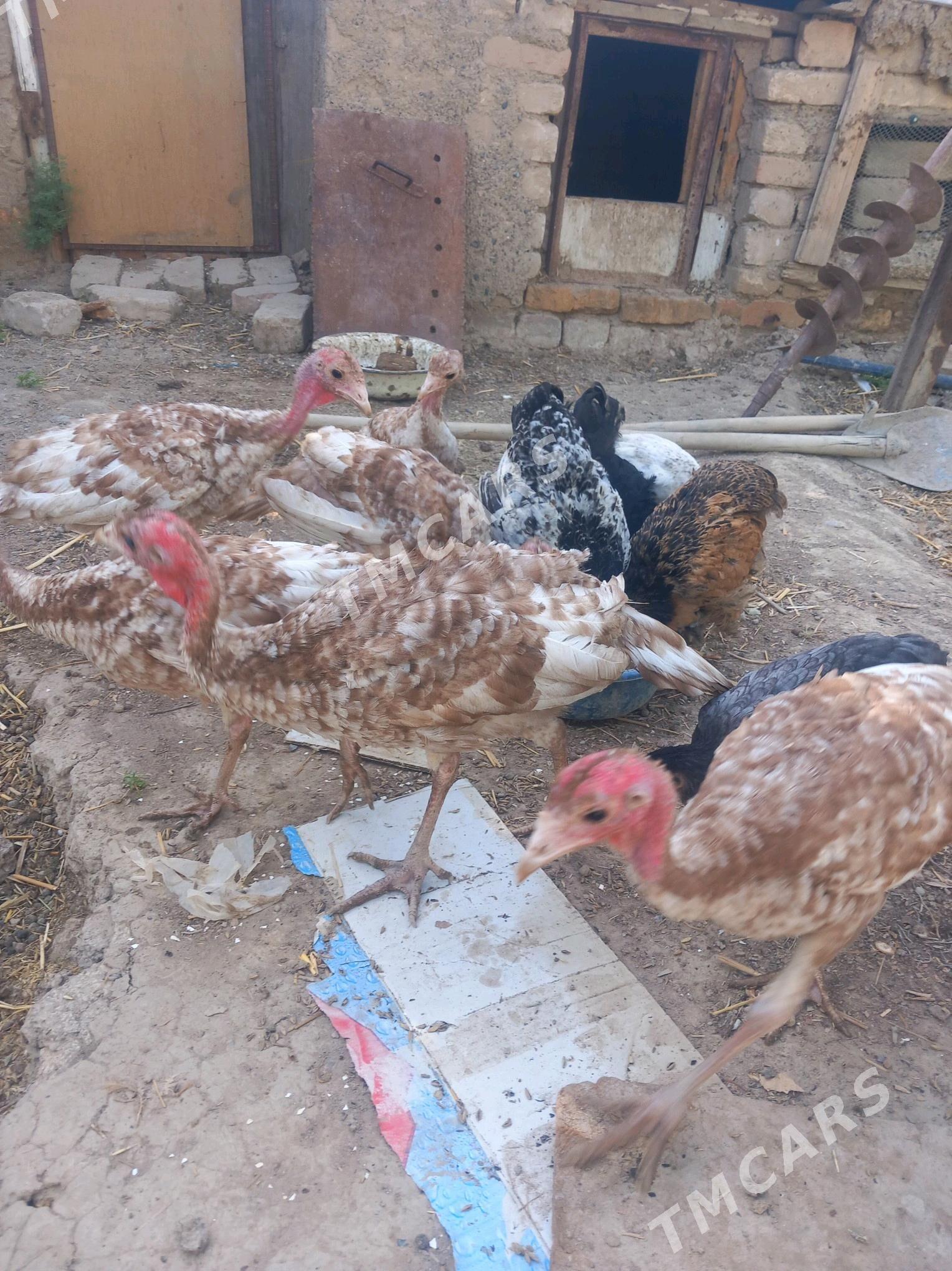 induk owgan - Kaka - img 2