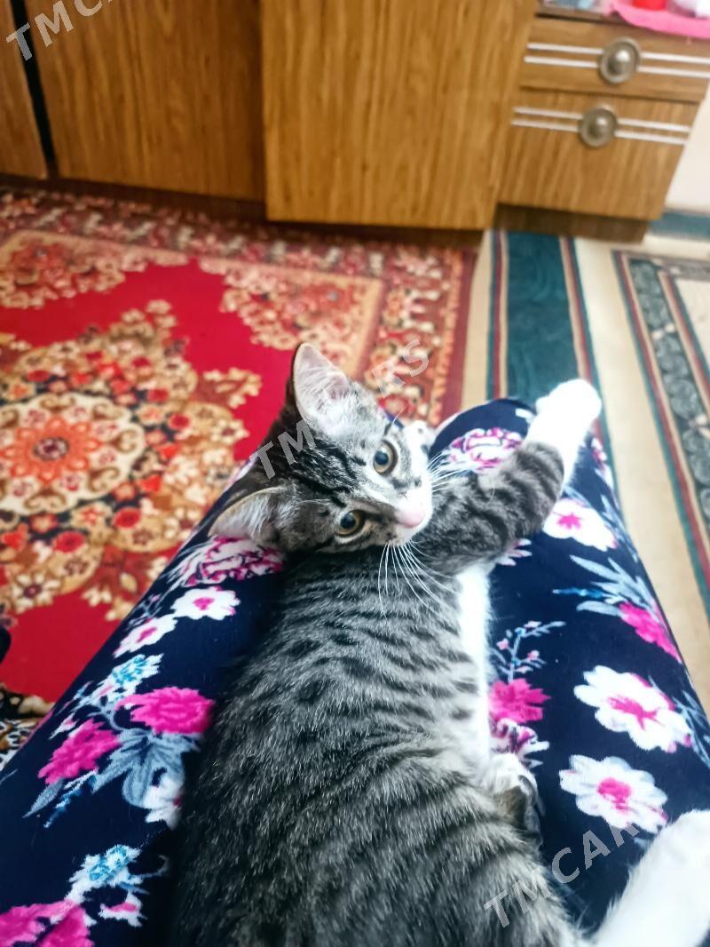 котенок - Ашхабад - img 2