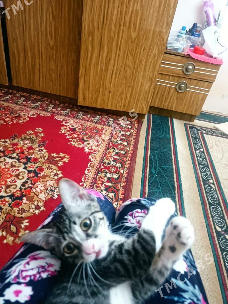 котенок - Ашхабад - img 3