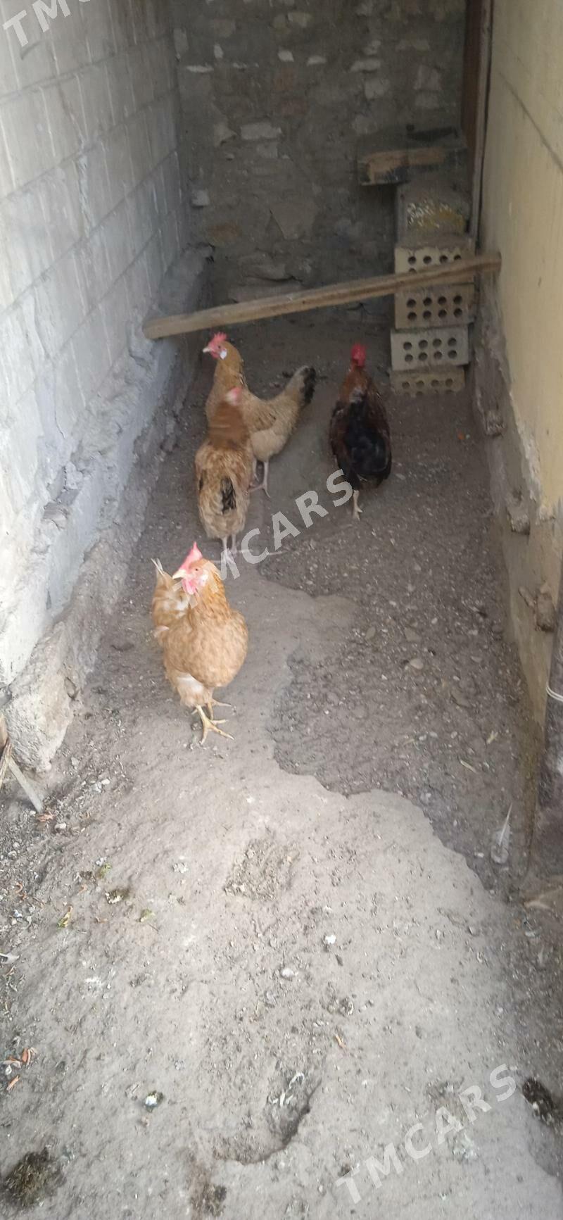 towuk - Balkanabat - img 2