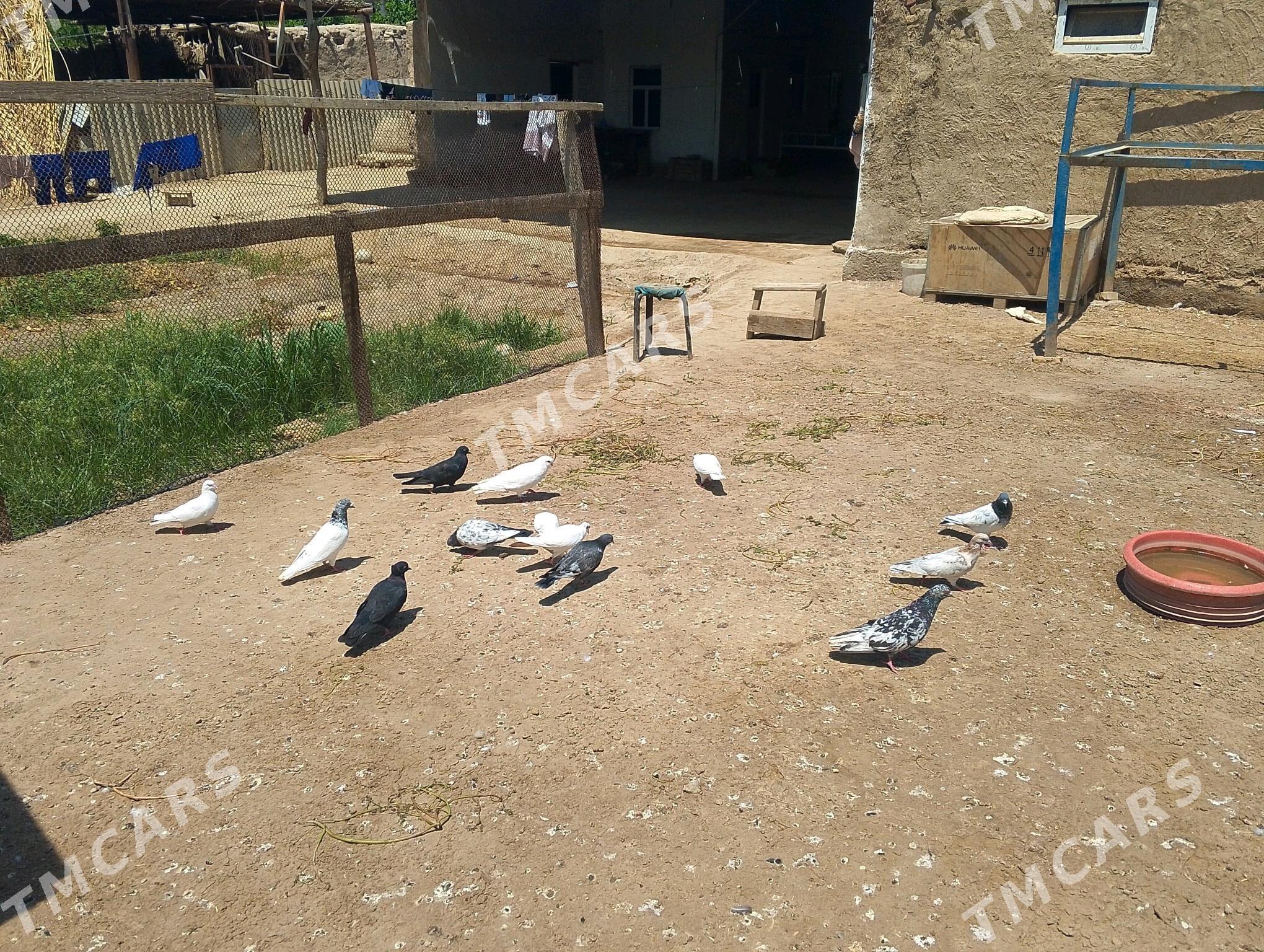 kepderi - Farap - img 2