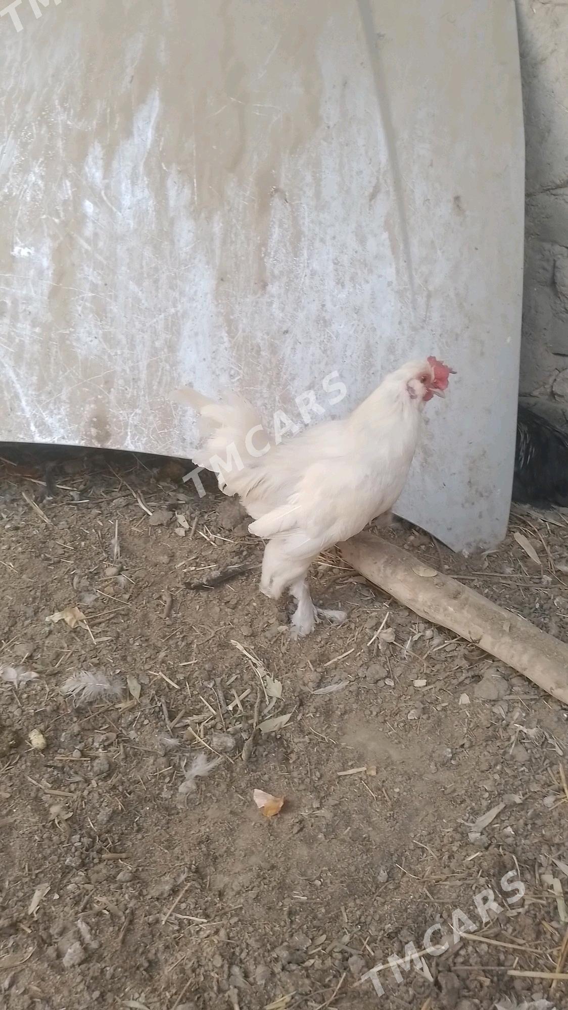 karlik - Daşoguz - img 2