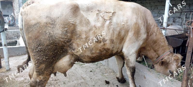 Süýtli sygyrlar we unajynlar - Чарджоу - img 10