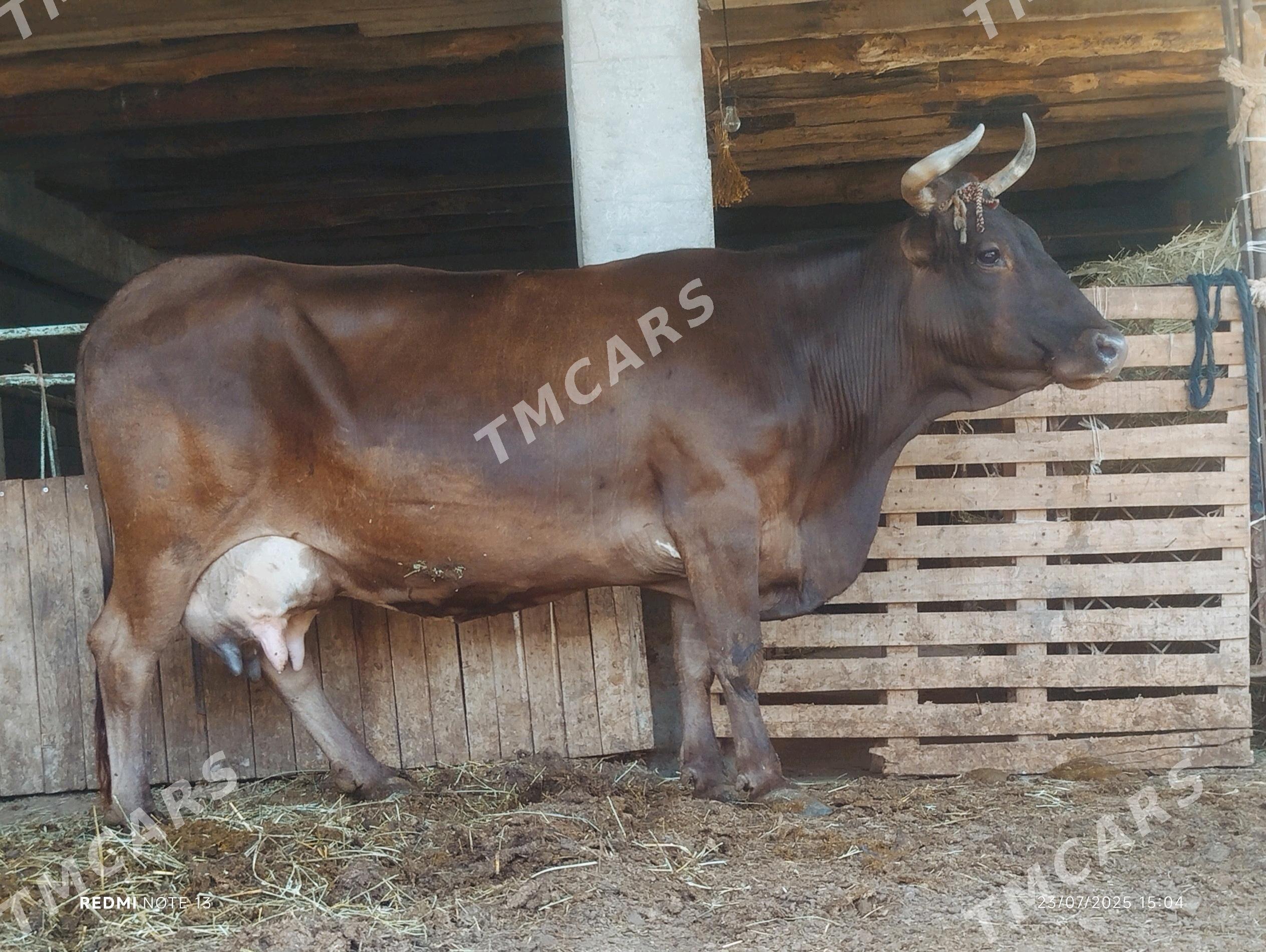 ARGİNAL TOHUM GOLELİ SYGYR - Gökdepe - img 3