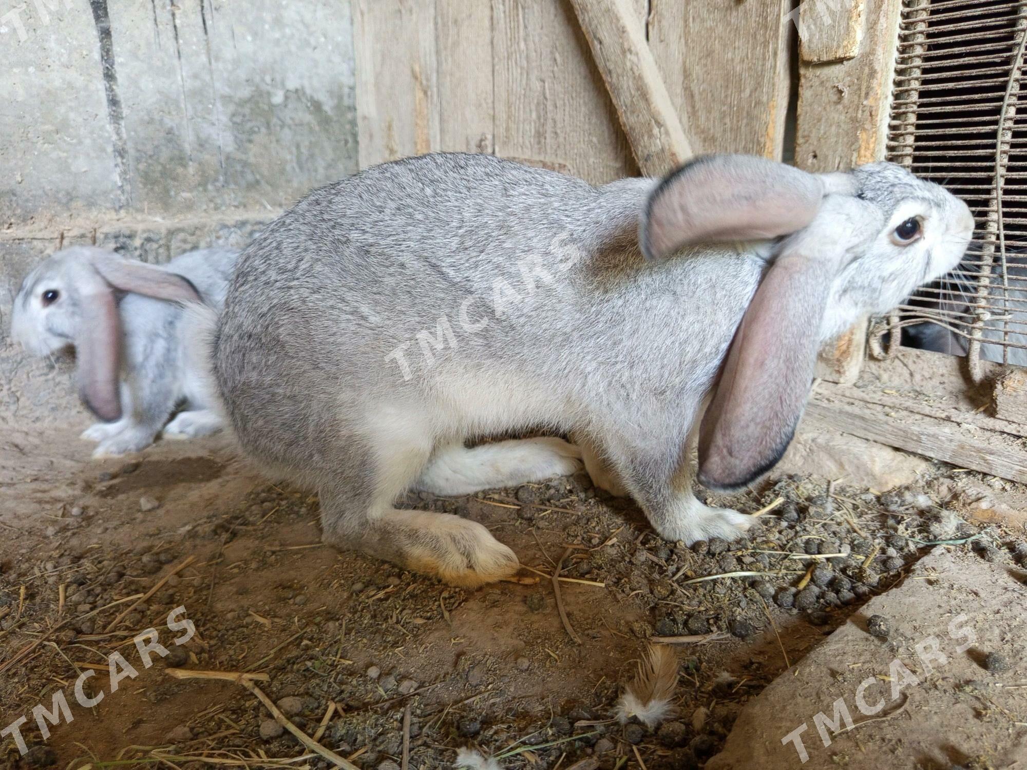 welikan towşan ýaş erkek - Türkmenabat - img 3