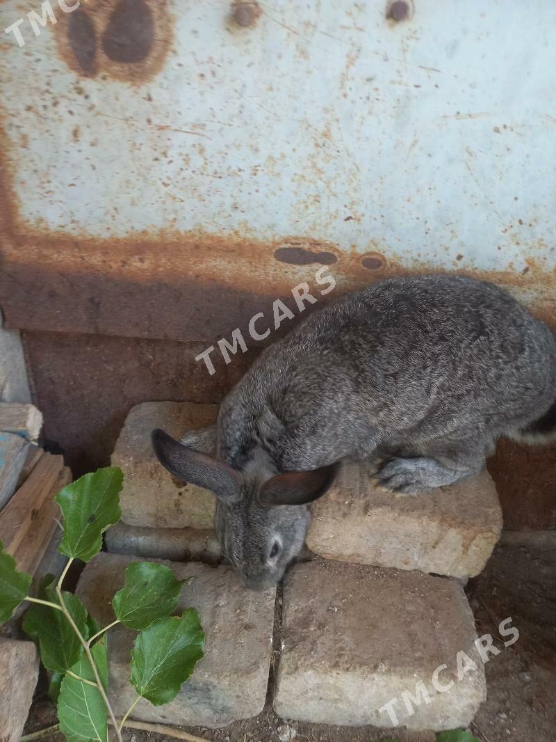 pol velikan tovşan - Туркменбаши - img 2
