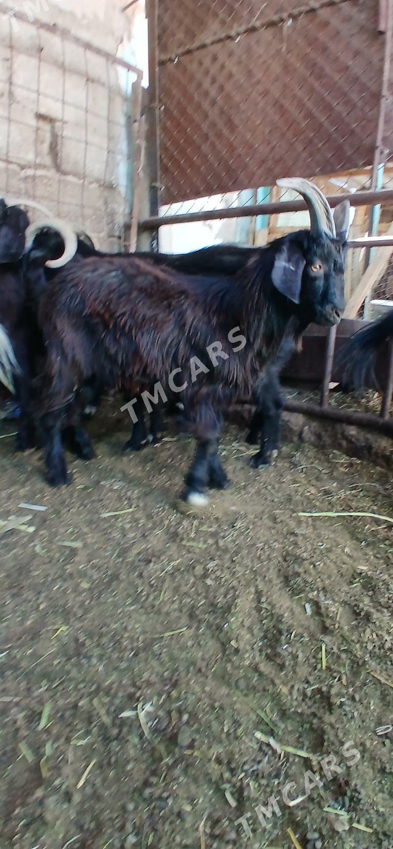 Çebişler - Хитровка - img 3