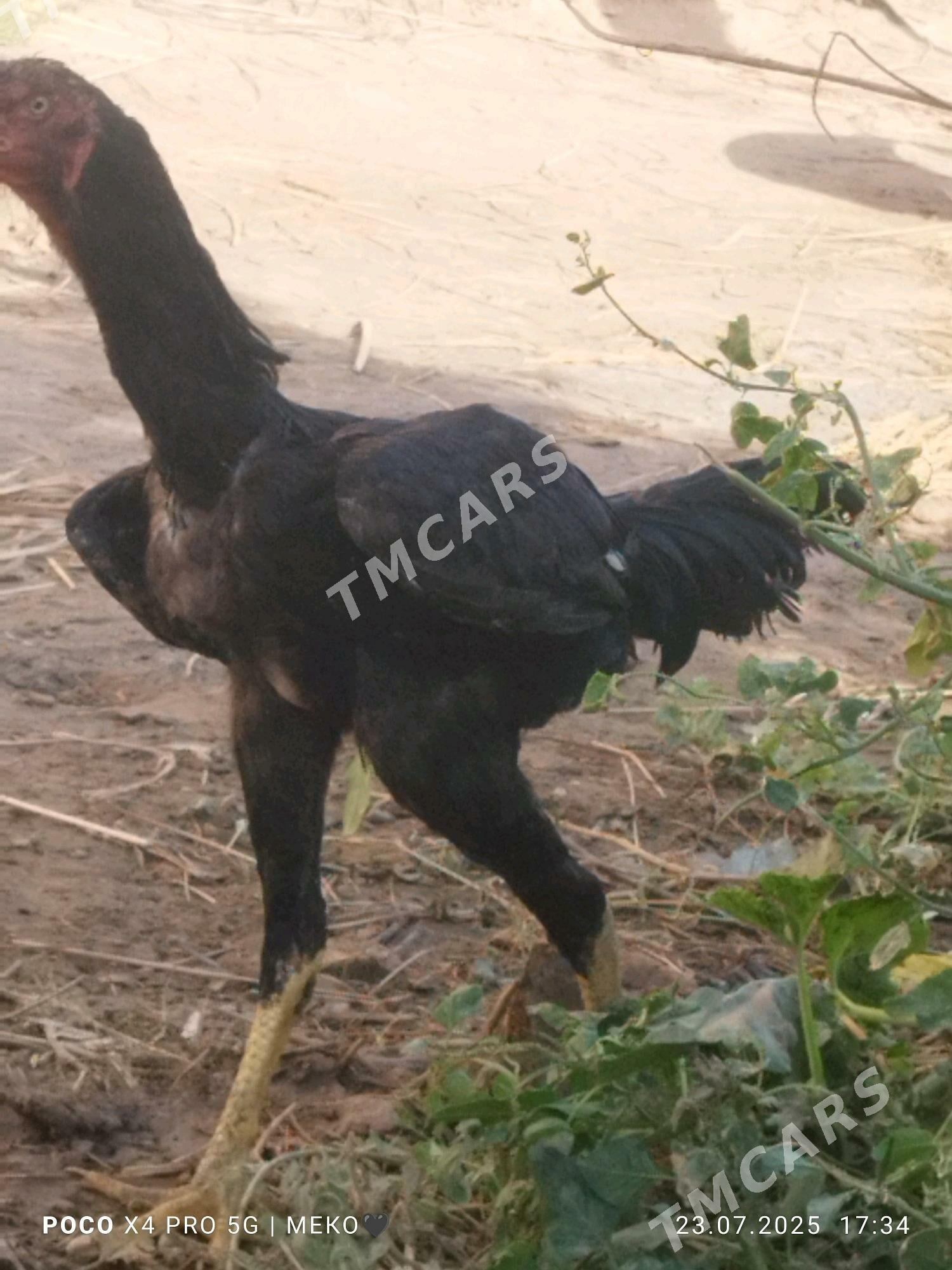 хораз - Türkmenabat - img 2