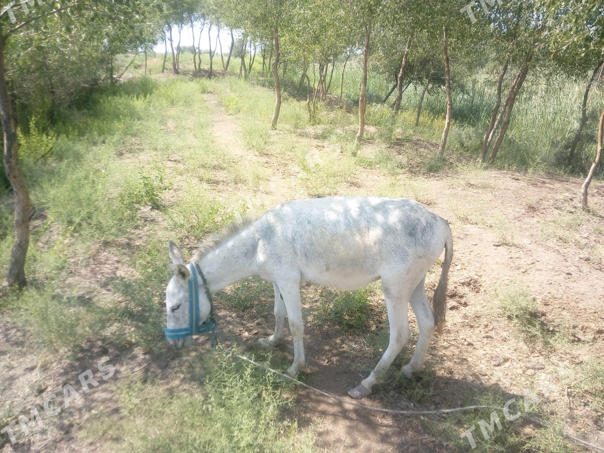 eşek - Boldumsaz - img 2