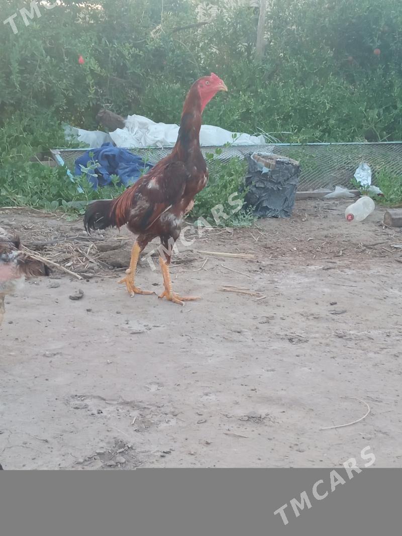 baysow - Çärjew - img 2