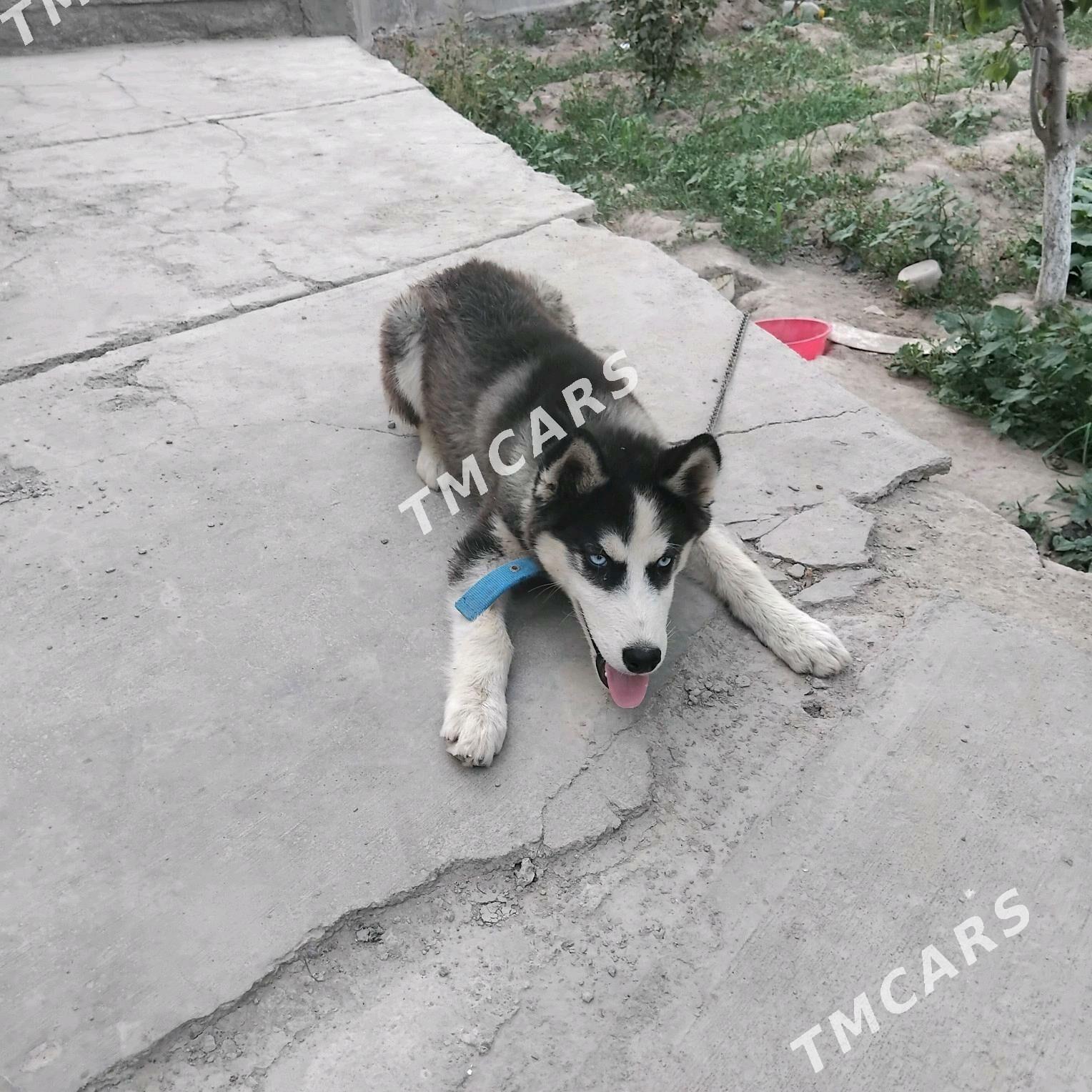 Haski - Дашогуз - img 2