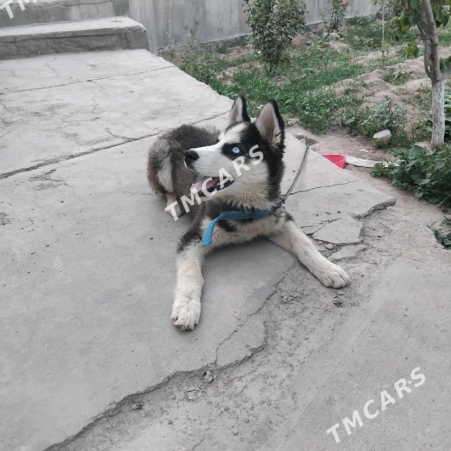 Haski - Дашогуз - img 3