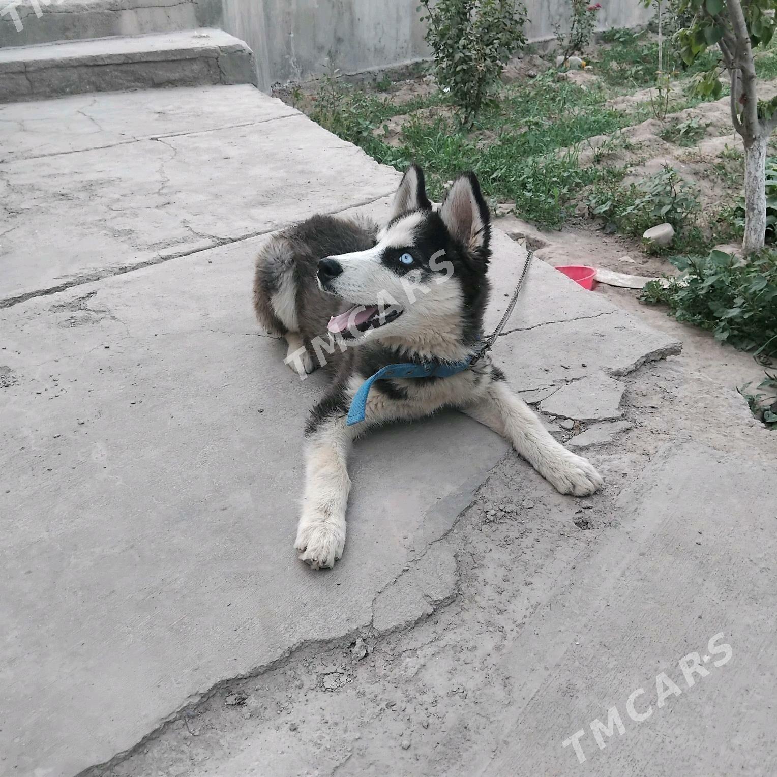 Haski - Дашогуз - img 4