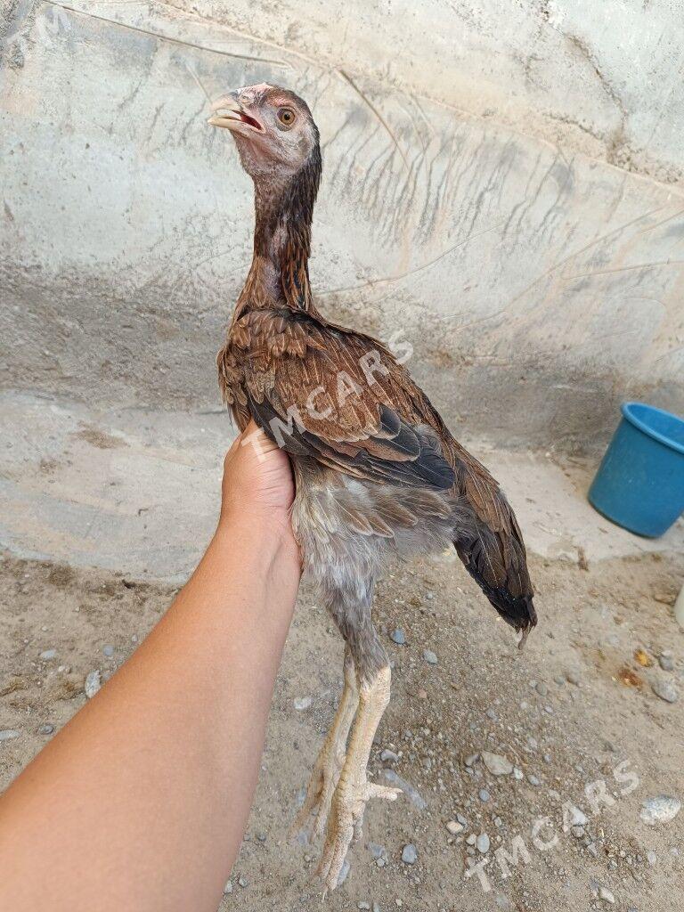 Taşkent maki - Änew - img 2
