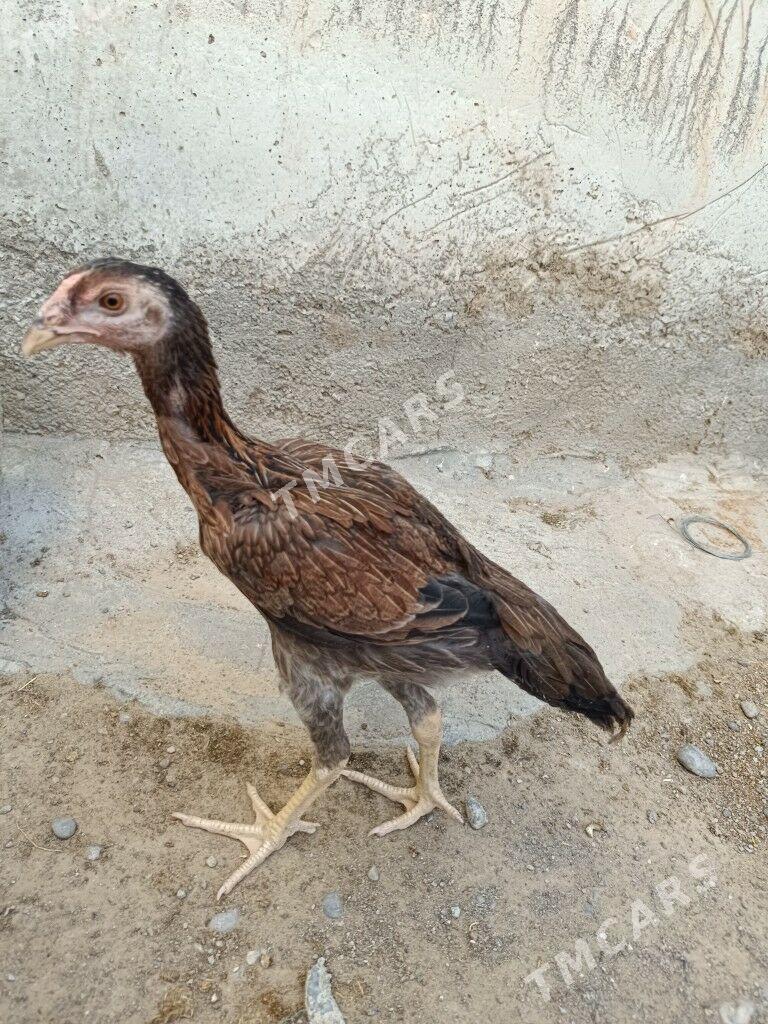 Taşkent maki - Änew - img 3