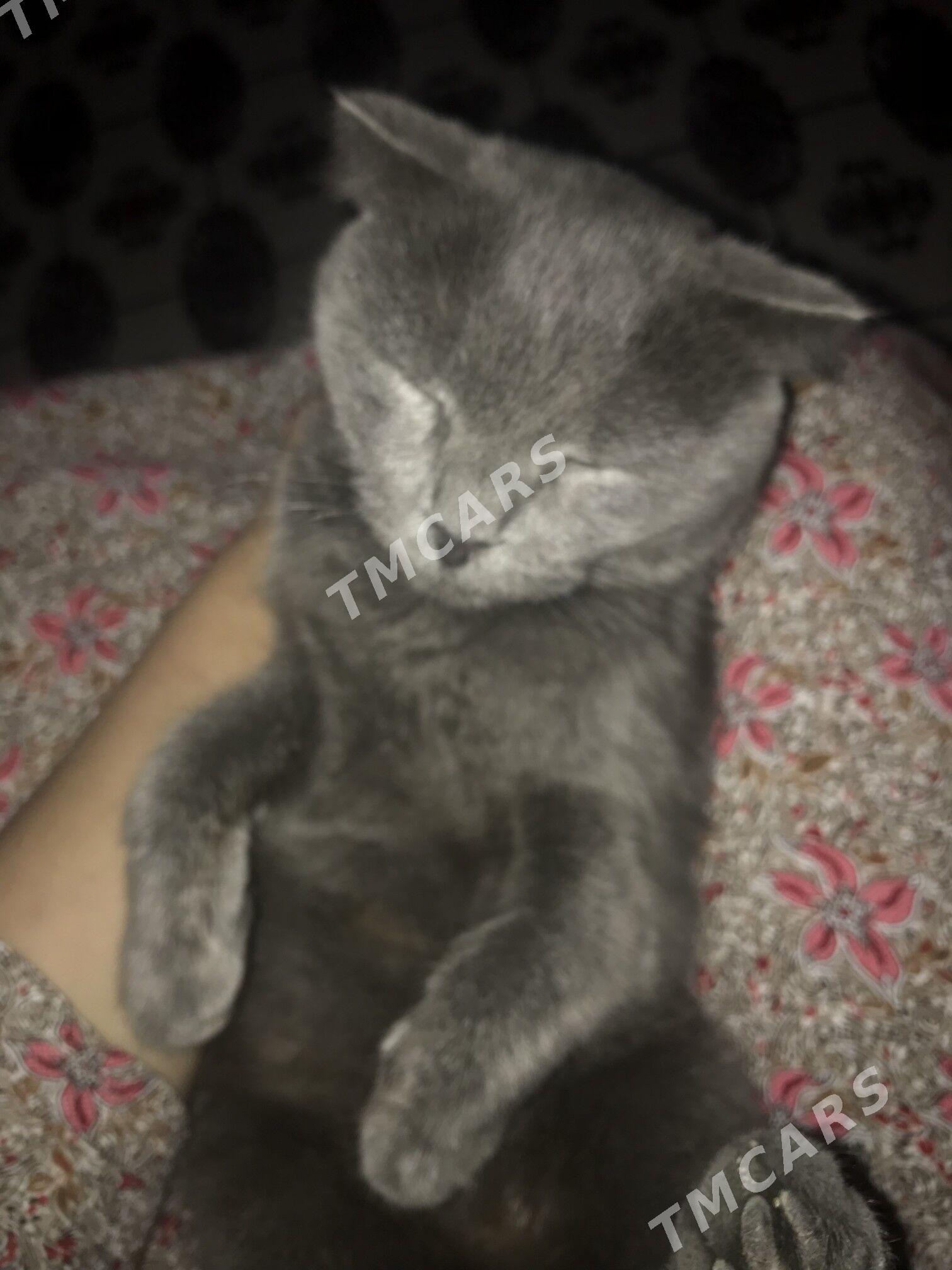 Шотландские котята и Кошка - Ашхабад - img 5
