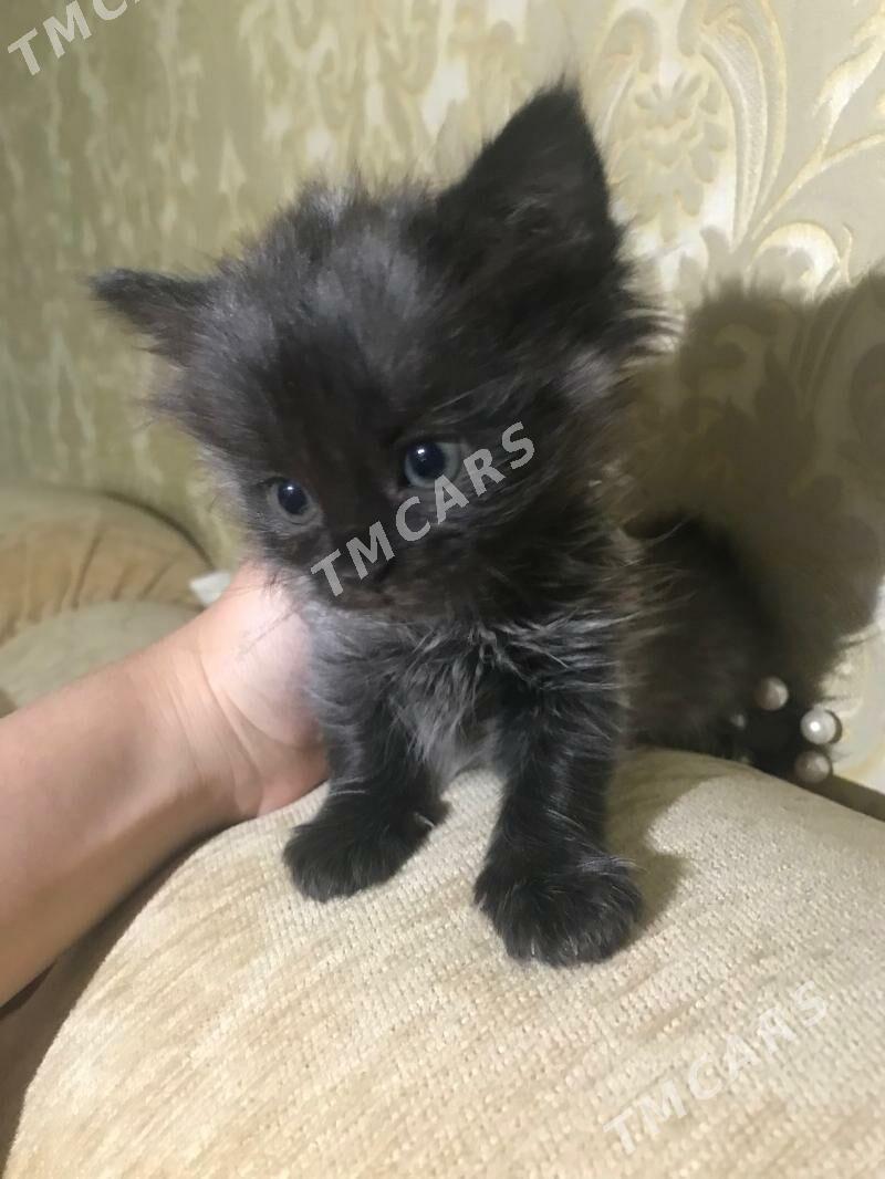 Шотландские котята и Кошка - Ашхабад - img 4