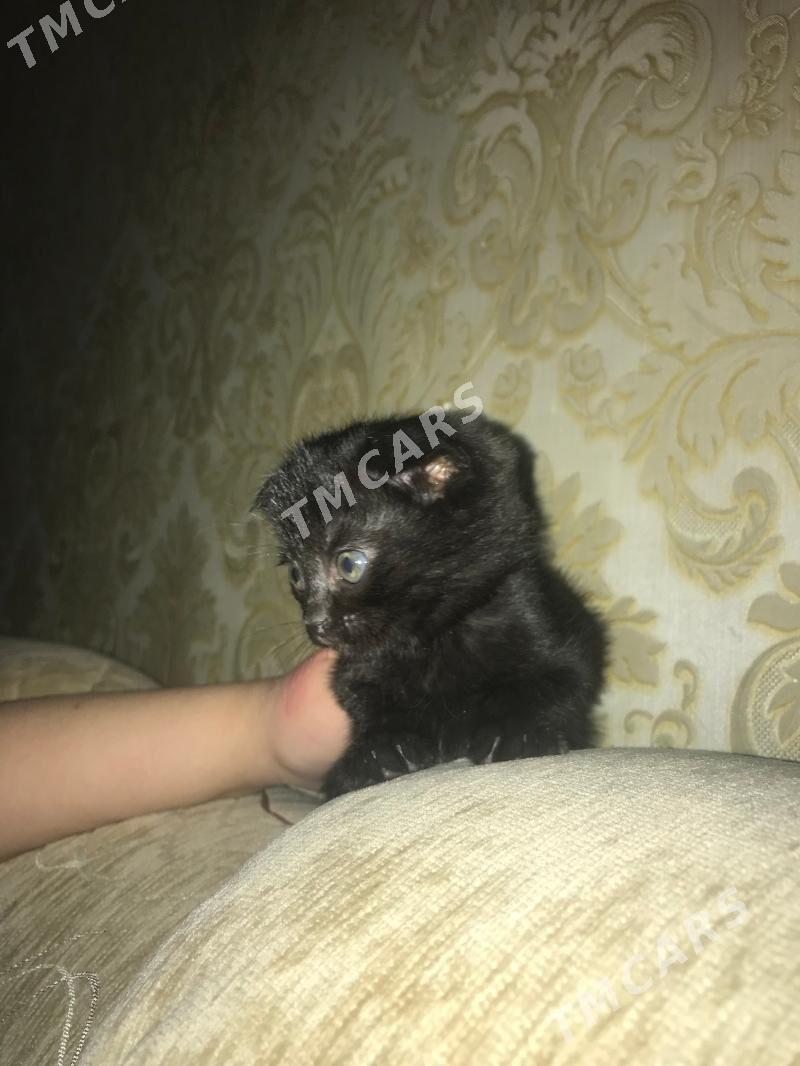 Шотландские котята и Кошка - Ашхабад - img 2