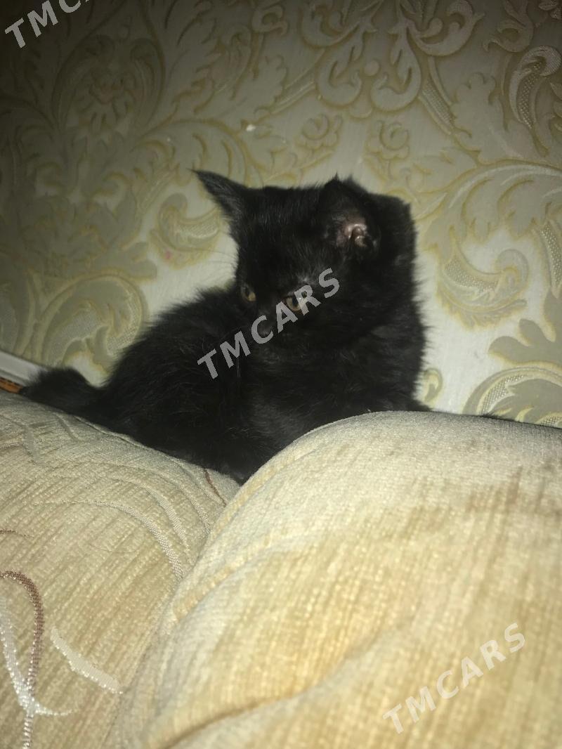 Шотландские котята и Кошка - Ашхабад - img 1