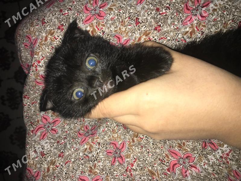 Шотландские котята и Кошка - Ашхабад - img 3