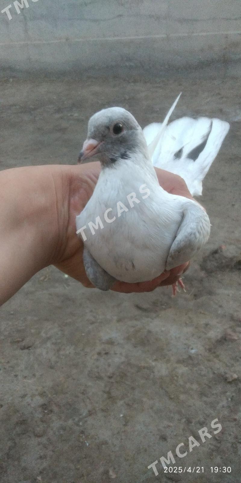 Kepderi - Саят - img 5