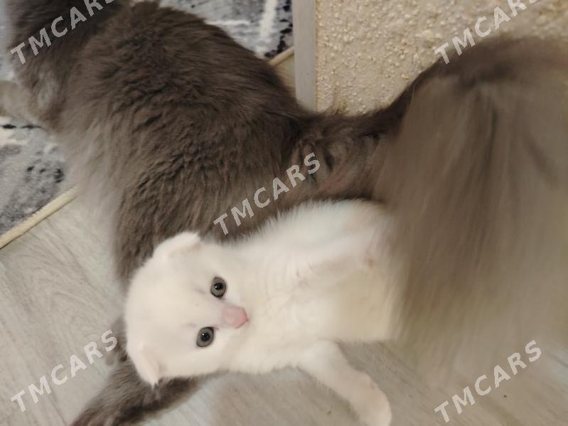 Котёнок - Hazar - img 5