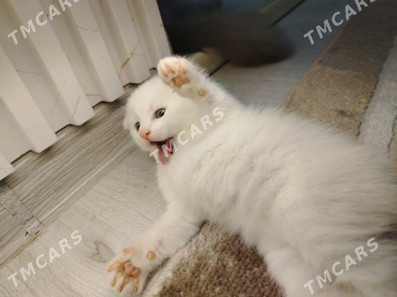 Котёнок - Hazar - img 3