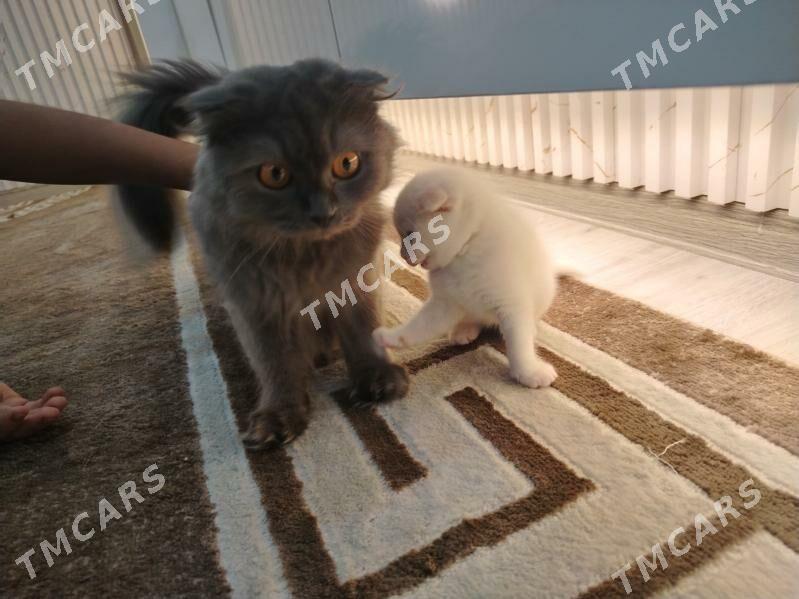 Котёнок - Hazar - img 4