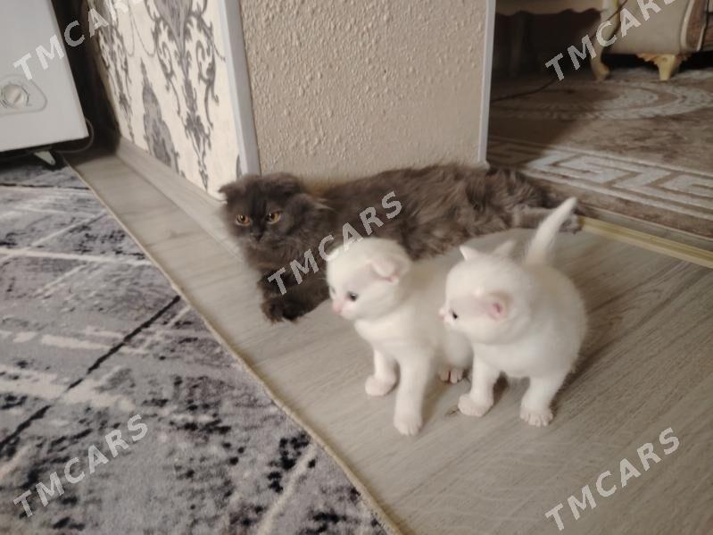 Котёнок - Hazar - img 8