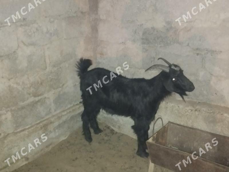 Dow geçi we urkaçy cewişler - Гарадамак Шор - img 2