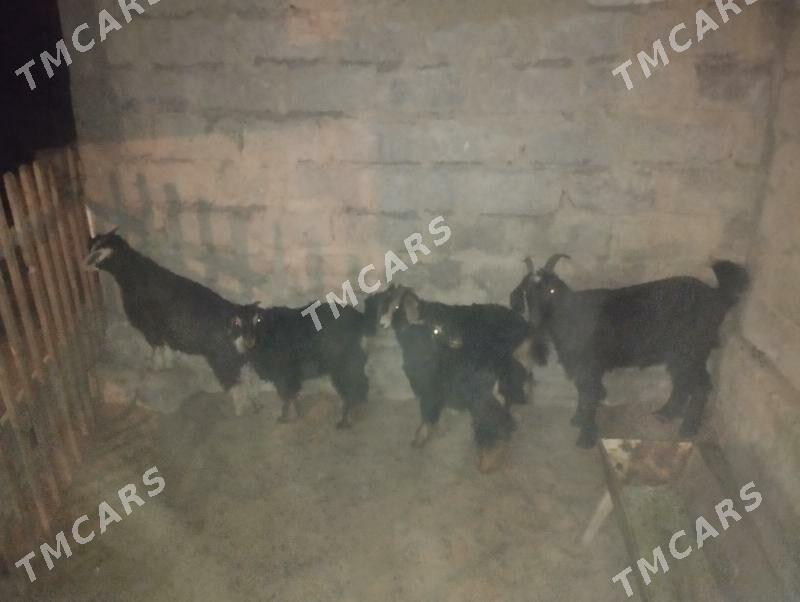 Dow geçi we urkaçy cewişler - Гарадамак Шор - img 5